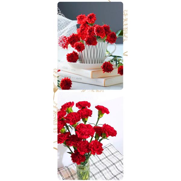 Carnation red